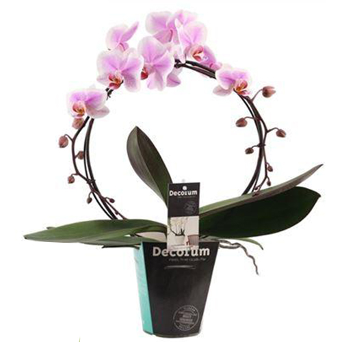 Фаленопсис Bow Pink