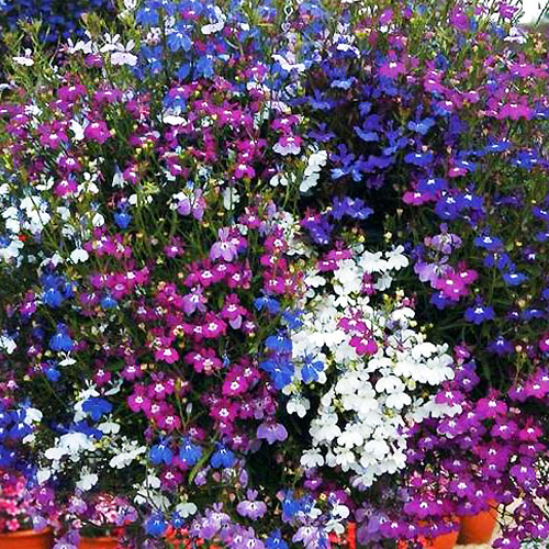 Лобелия ампельная Регата Микс (Lobelia Regatta Mix)