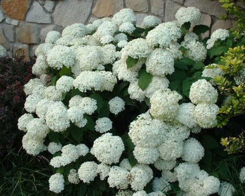 Гортензия древовидная Хиллс оф Сноу (Hydrangea arborescens Hills of Snow) Гортензия древовидная Хиллс оф Сноу (Hydrangea arborescens Hills of Snow)