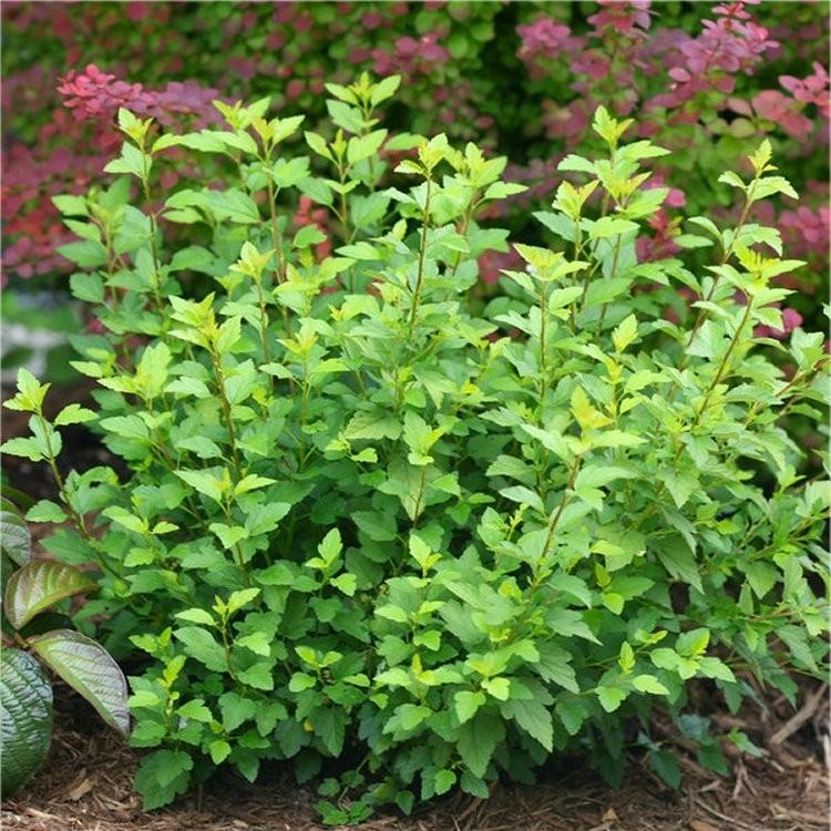 Physocarpus opulifolius Little Greeny