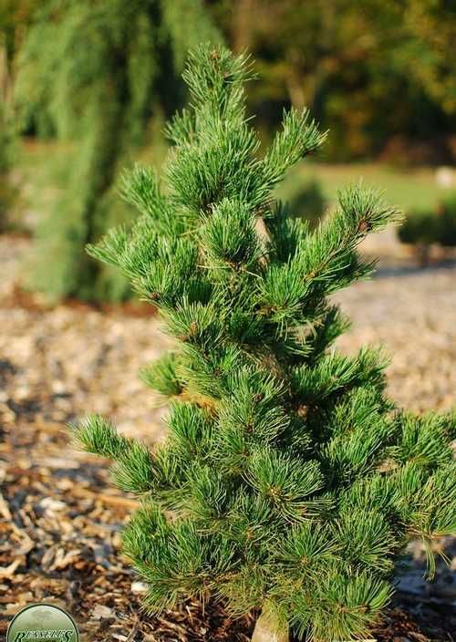 Сосна мелкоцветковая Аро-кава (Aro-Kawa)