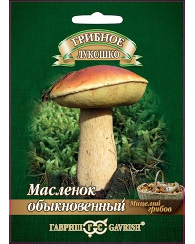 масленок обыкновенный