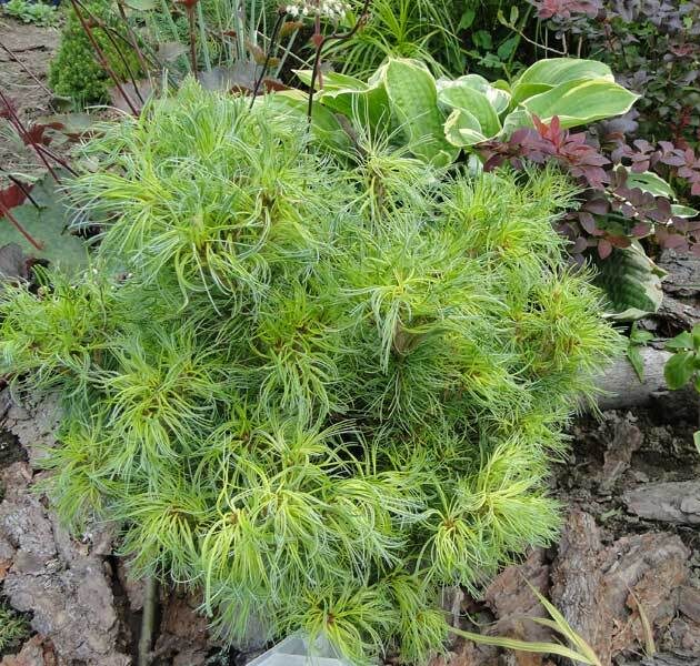 Сосна веймутова Тини Керлс