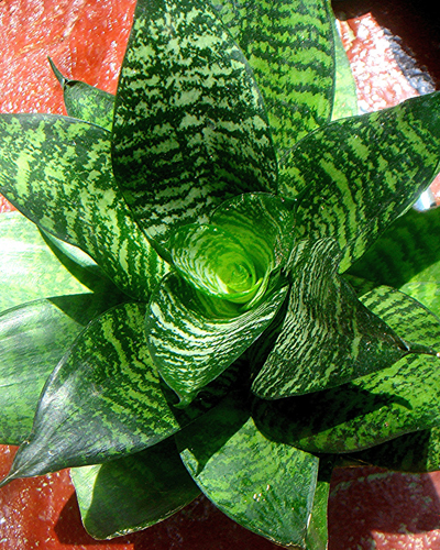 сансев ханни