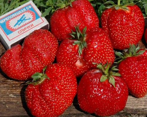 к_гигантелламаксим