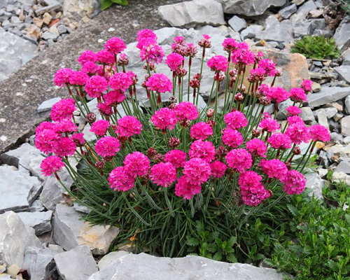Армерия приморская Спленденс (Armeria maritima Splendens) Армерия приморская Спленденс (Armeria maritima Splendens)