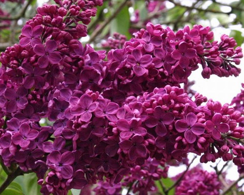 Сирень обыкновенная Памяти Людвига Шпета (Syringa vulgaris Andenken an Ludwig Spath)