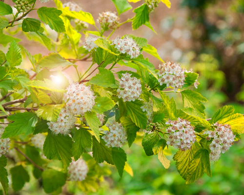 Пузыреплодник калинолистный Ангел Голд (Physocarpus opulifolius Angel Gold)