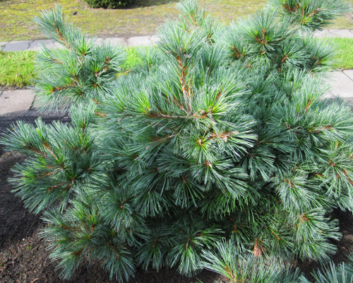 Сосна веймутова Эдель (Pinus strobus Edel)