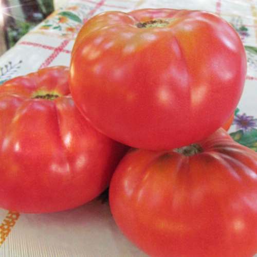 Томат Цунами
