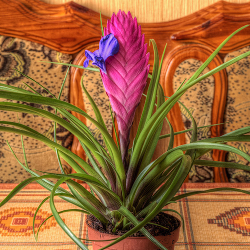 Тилландсия Анита (Tillandsia cyanea Anita)