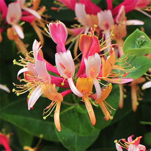 жимолость гекротта