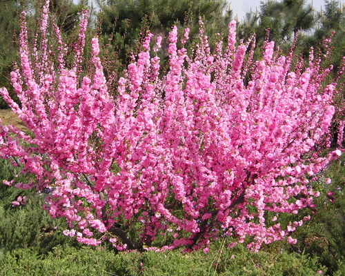 Миндаль трехлопастной (Prunus Triloba) Миндаль трехлопастной (Prunus Triloba)