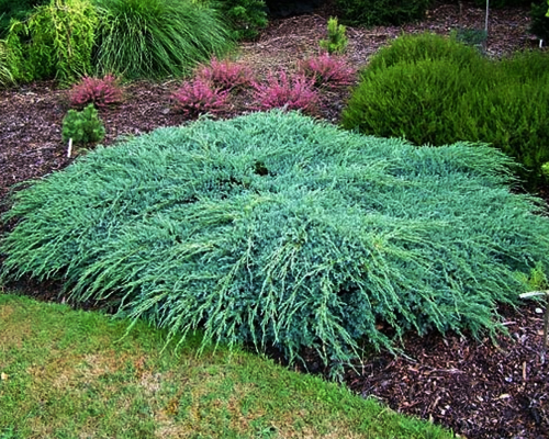 Можжевельник чешуйчатый Блю Карпет (Juniperus squamata Blue Carpet)