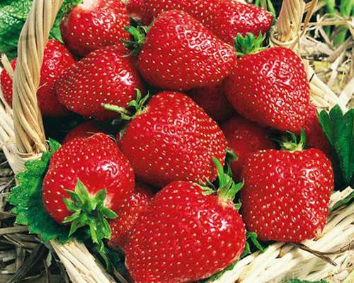 Клубника Соловушка