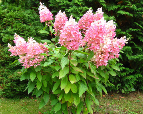 Гортензия метельчатая Энджелс Блаш (Hydrangea paniculata Angels Blush)