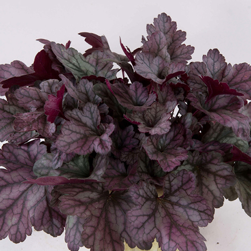 Гейхера Перпл Рейн Форест (Heuchera Purple Rain Forest)
