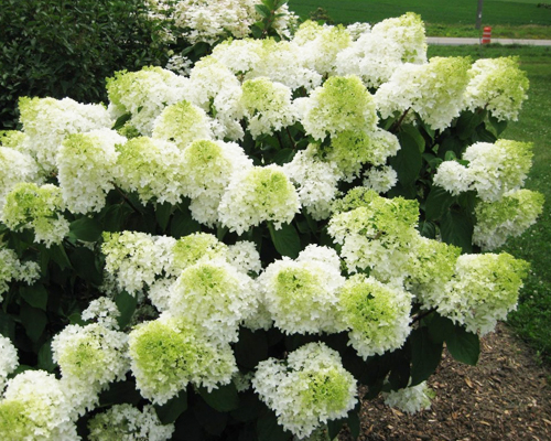 Гортензия метельчатая Фантом (Hydrangea paniculata Phantom) Гортензия метельчатая Фантом (Hydrangea paniculata Phantom)
