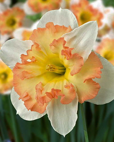 Нарцисс Split Taurus