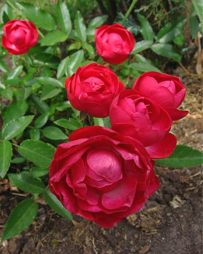 роза Морсдаг (Morsdag)