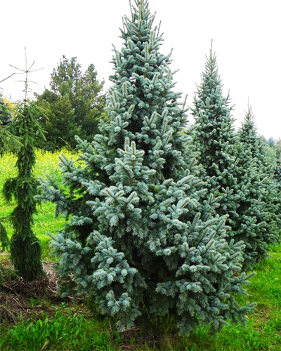 Ель колючая Ретрофлекса (Picea pungens Retroflexa)