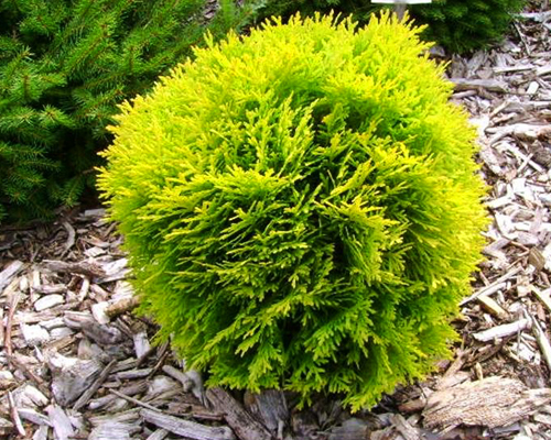 Туя западная Мириам (Thuja occidentalis Mirjam)