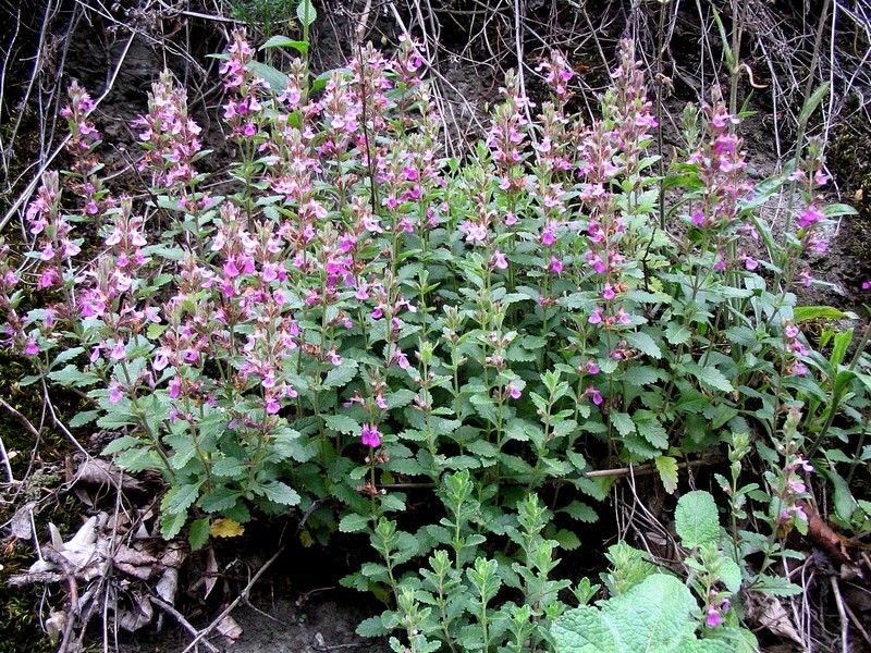 Дубровник обыкновенный (Teucrium chamaedrys)