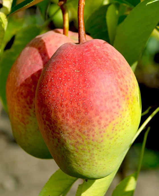 Груша Киргизская зимняя