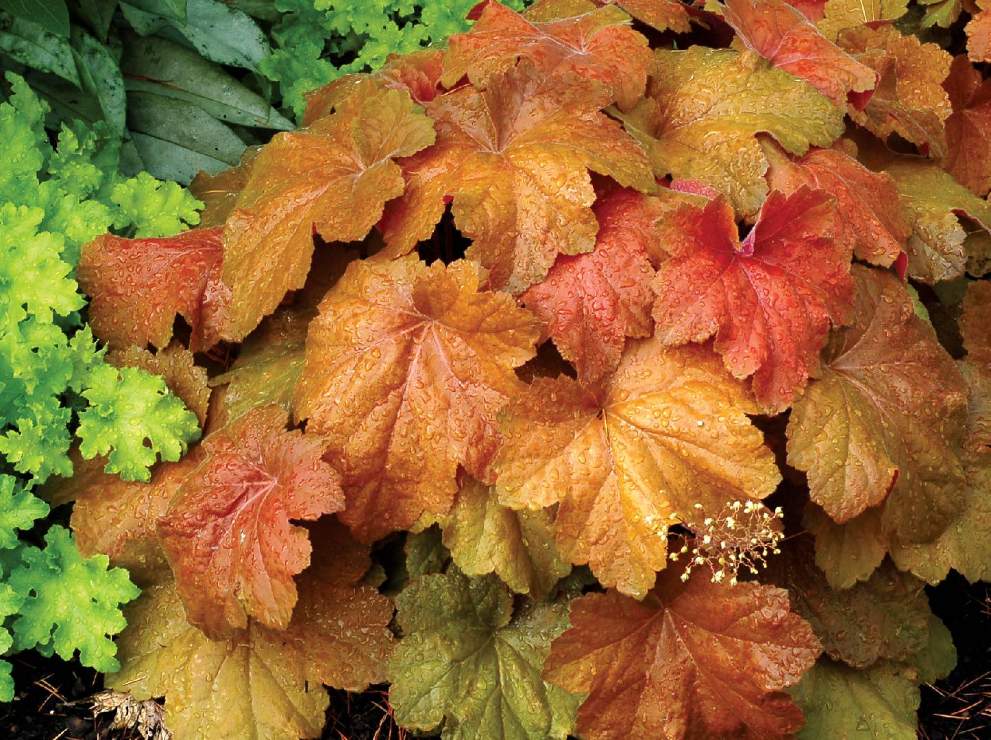 Heuchera Southern Comfort