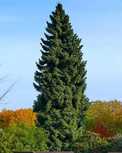 Ель сербская (Picea omorika)