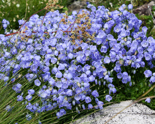 Колокольчик кохлериафолия Свингин Беллз Блю (Campanula cochleariifolia Swinging Bells Blue)