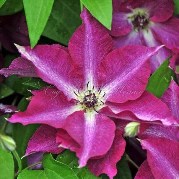 Clematis Viva Polonia