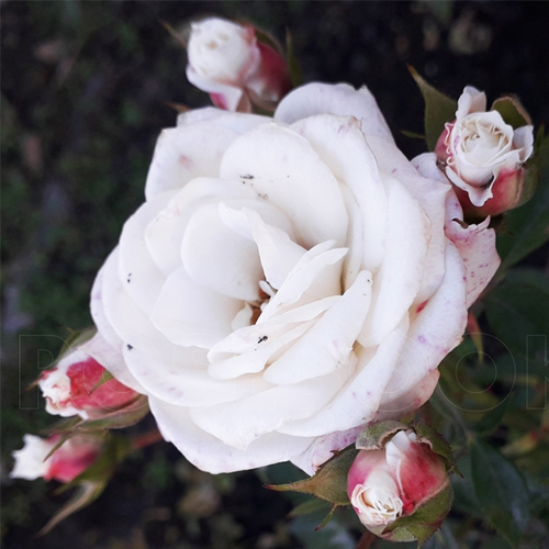 роза Вайт Лидия (White Lydia)