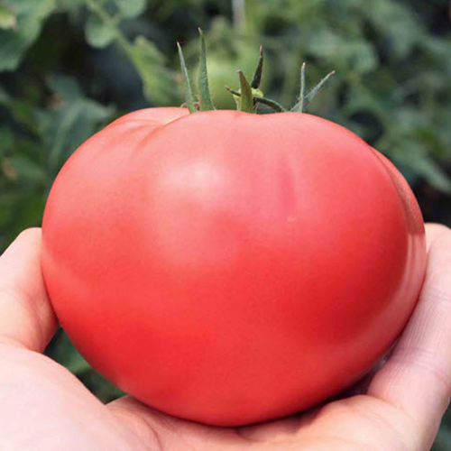 Томат Прагматик