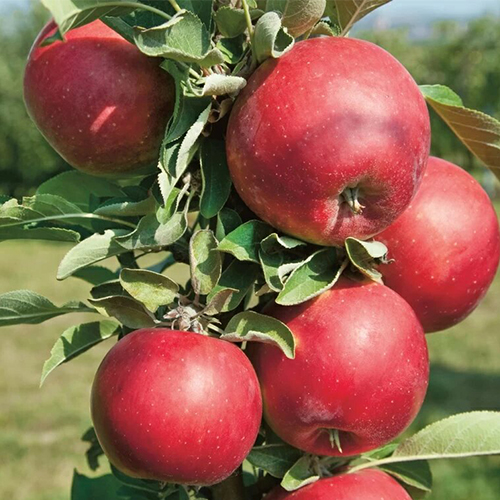 Яблоня колоновидная Червонец