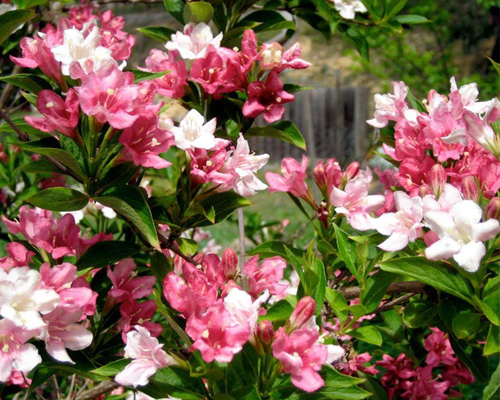 Вейгела цветущая Марджори (Weigela florida Marjorie)