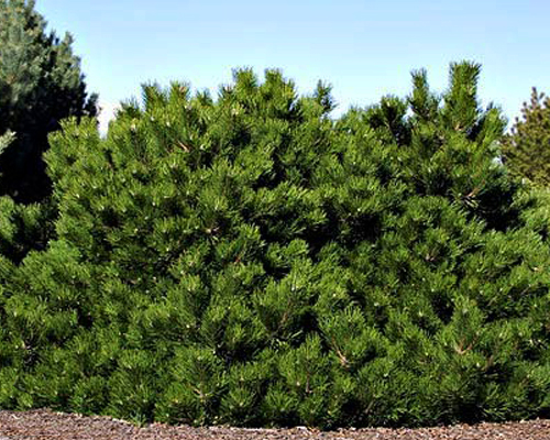 Сосна черная Хорнибрукиана (Pinus nigra Hornibrookiana)