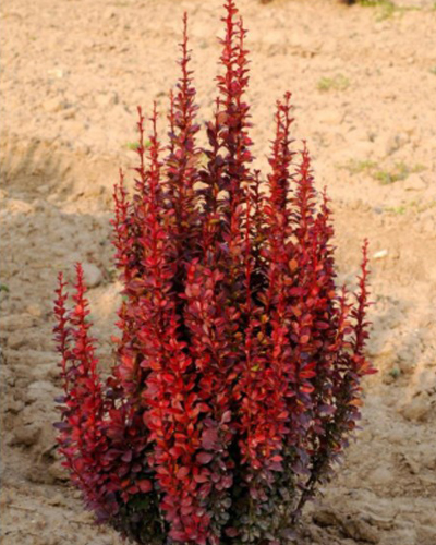 Барбарис тунберга Ред Торч (Berberis thunbergii Red Torch)