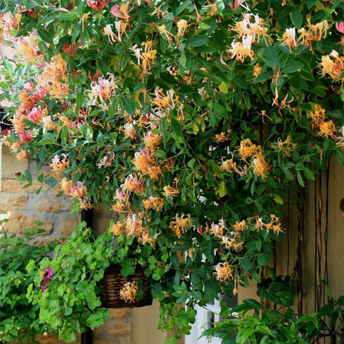 жимолость американ бьюти 1