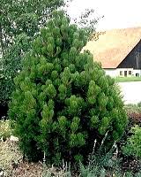 Сосна банкса Шневердинген (Pinus banksiana Schneverdingen)