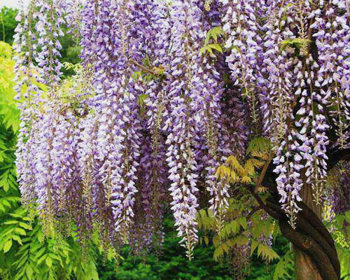 Глициния / Вистерия китайская (Wisteria sinensis) Глициния / Вистерия китайская (Wisteria sinensis)