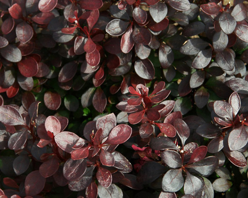 Барбарис тунберга Саммер Шоколад (Berberis thunbergii Summer Chocolate)