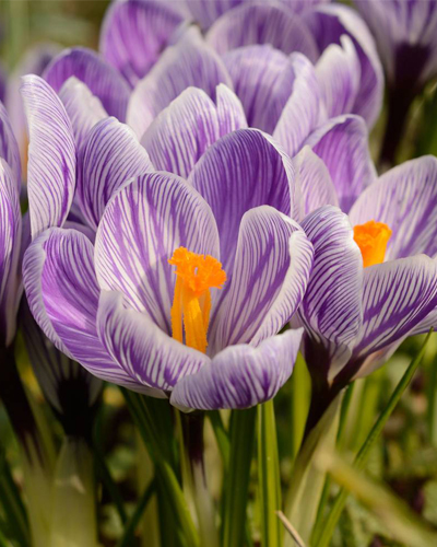 Крокус large flowering King of the Striped
