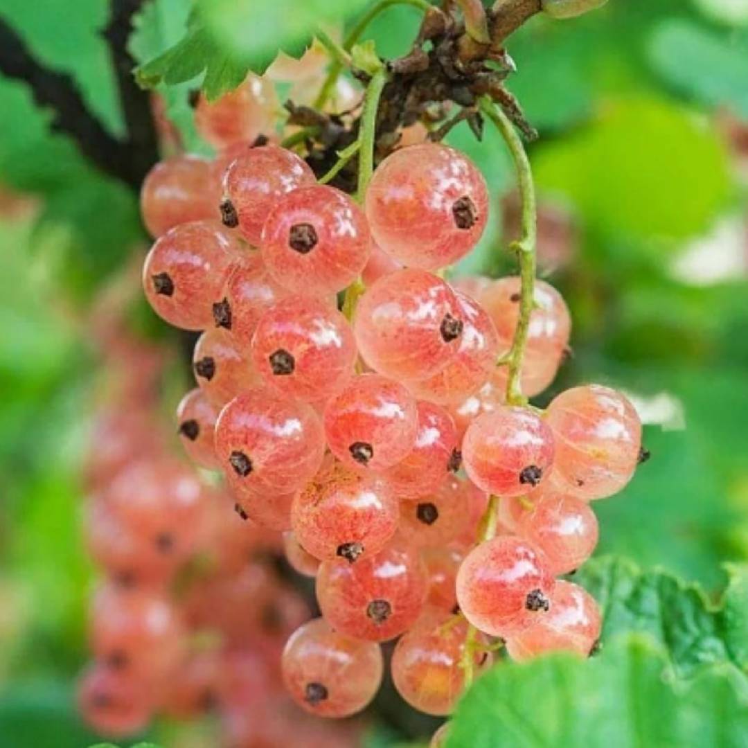 Смородина красная Роза Чаир