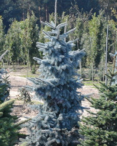Ель колючая Вук (Picea pungens Vuyk)