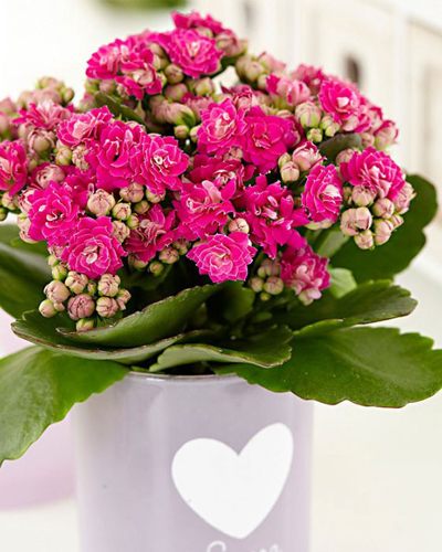 Каланхоэ розалина микс