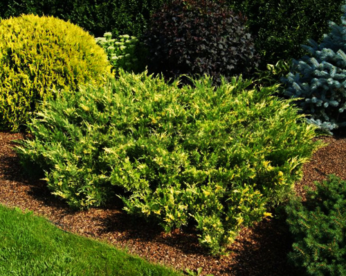 Можжевельник казацкий Вариегата (Juniperus sabina Variegata)