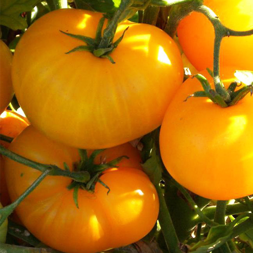 Томат Янтарный 530