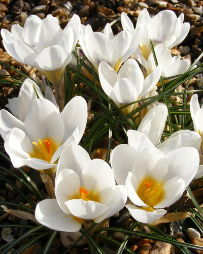 Крокус botanical Ard Schenk