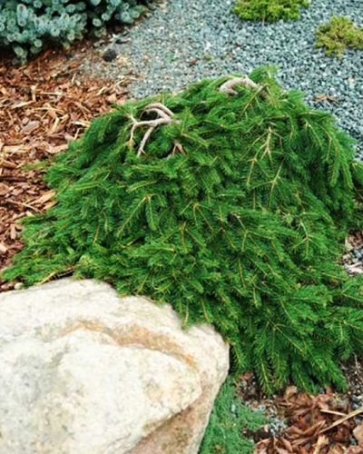 Ель обыкновенная Форманек (Picea abies Formanek)
